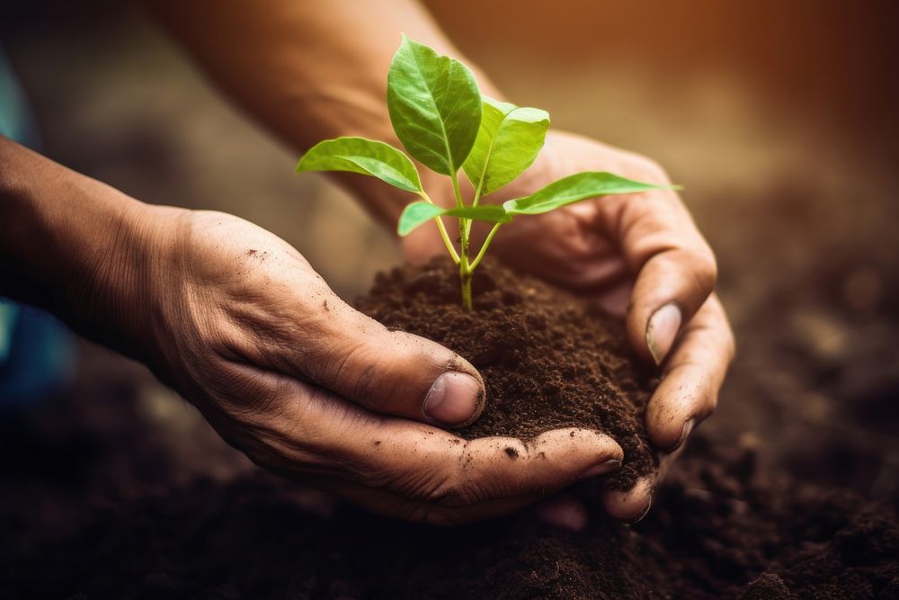 Holding young plant nature soil gardening. 