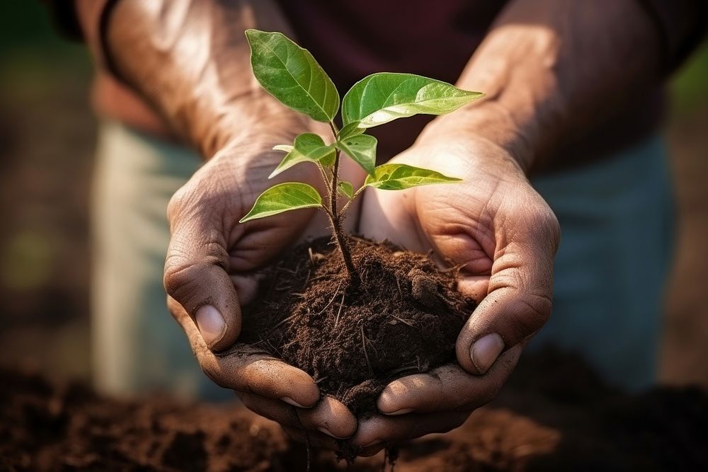 Holding young plant nature soil gardening. 