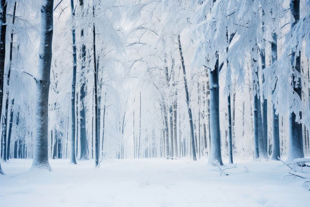 Winter forest backgrounds landscape panoramic. 