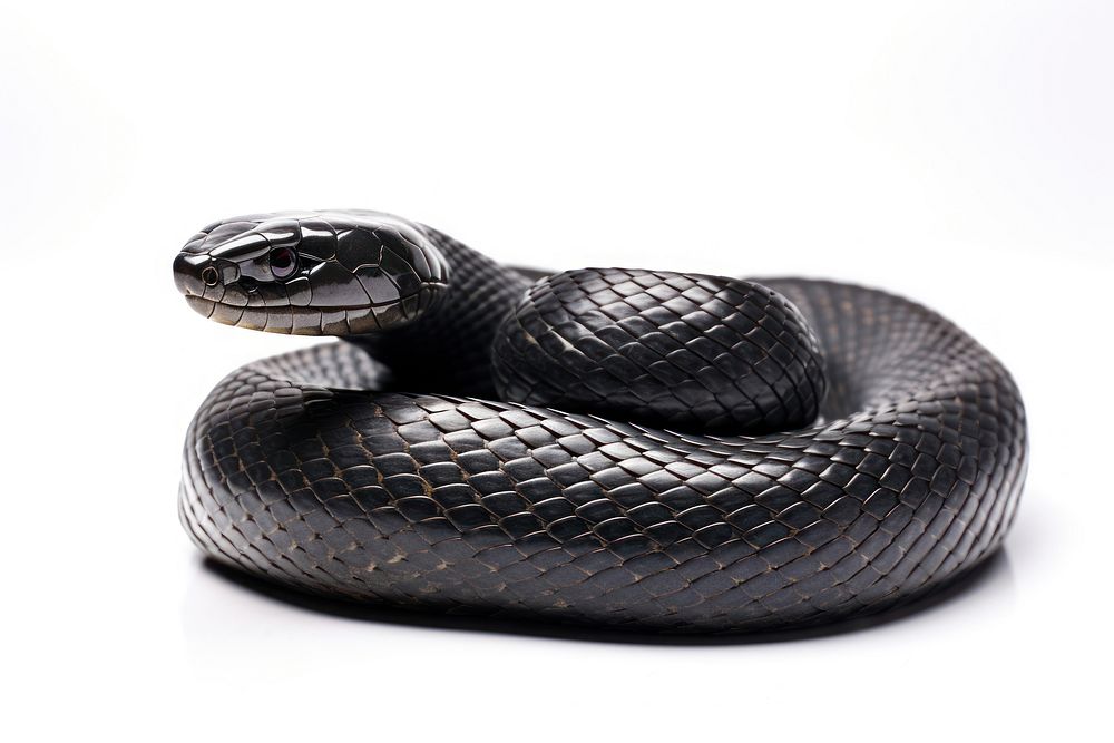 Black Snake snake reptile animal. 