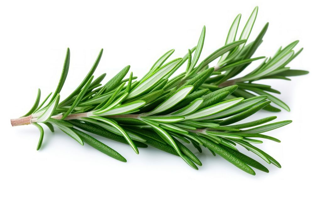 Rosemary herbs rosemary herbal. AI generated Image by rawpixel.