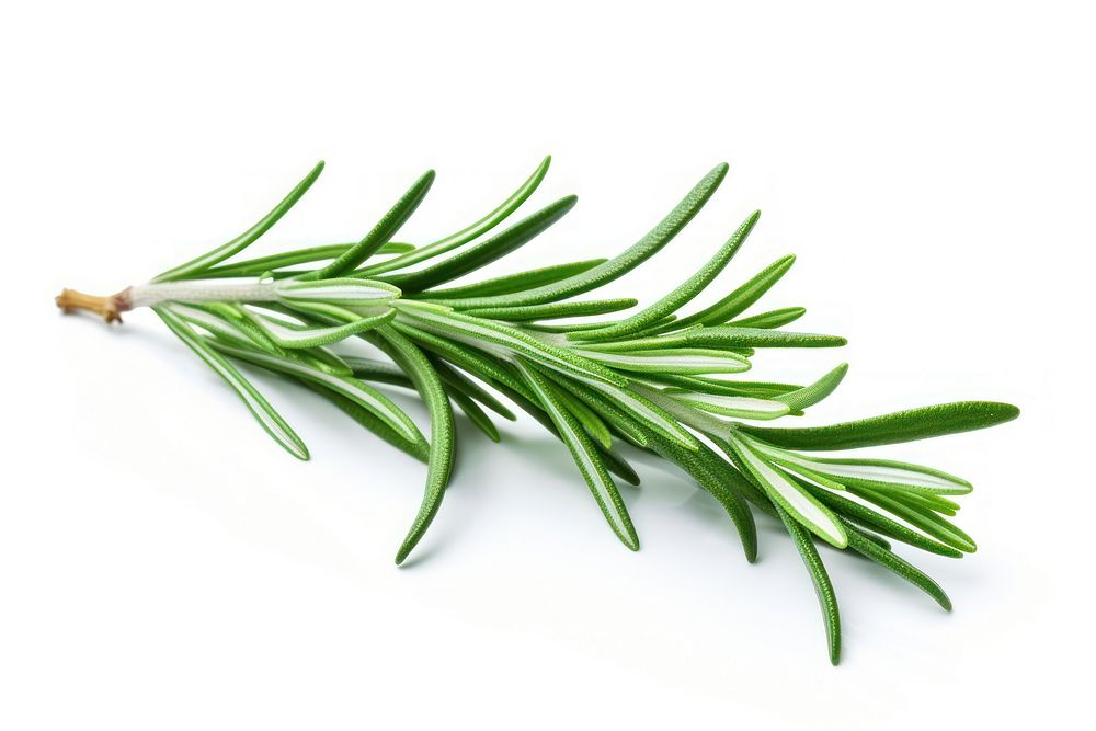 Rosemary herbs rosemary herbal. AI generated Image by rawpixel.