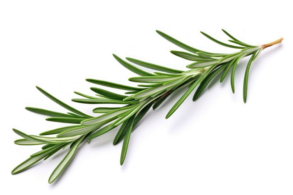 Rosemary leaf rosemary plant herbs. AI generated Image by rawpixel.
