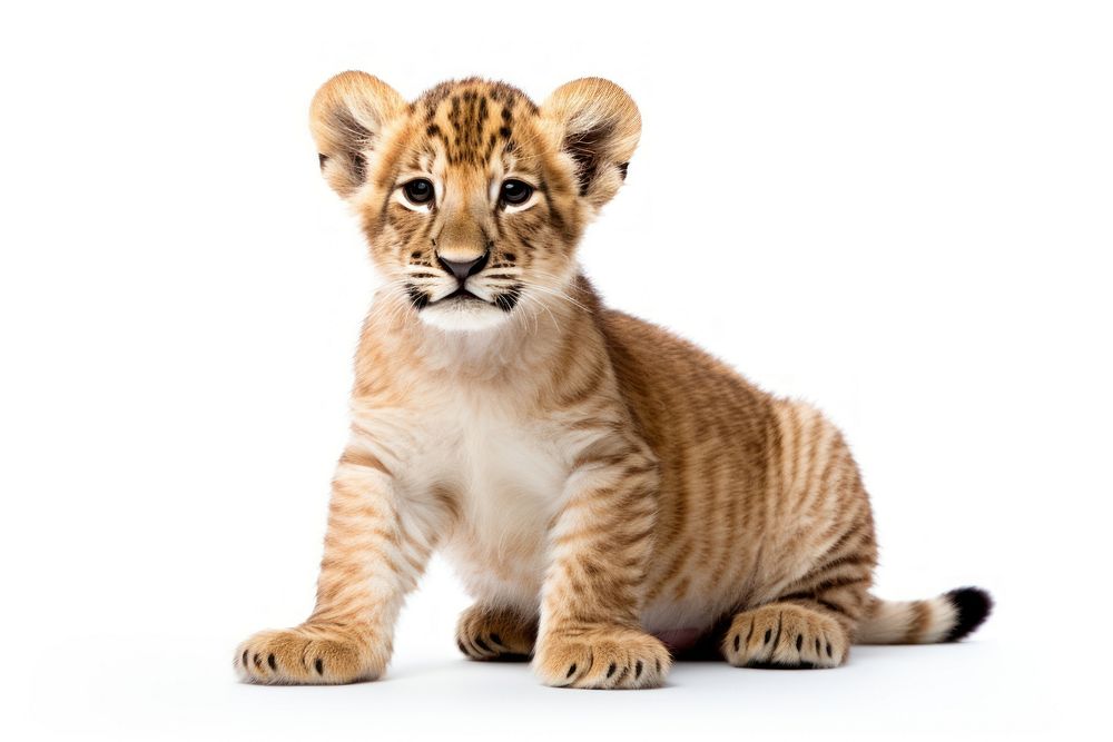 Baby liger wildlife animal mammal. AI generated Image by rawpixel.