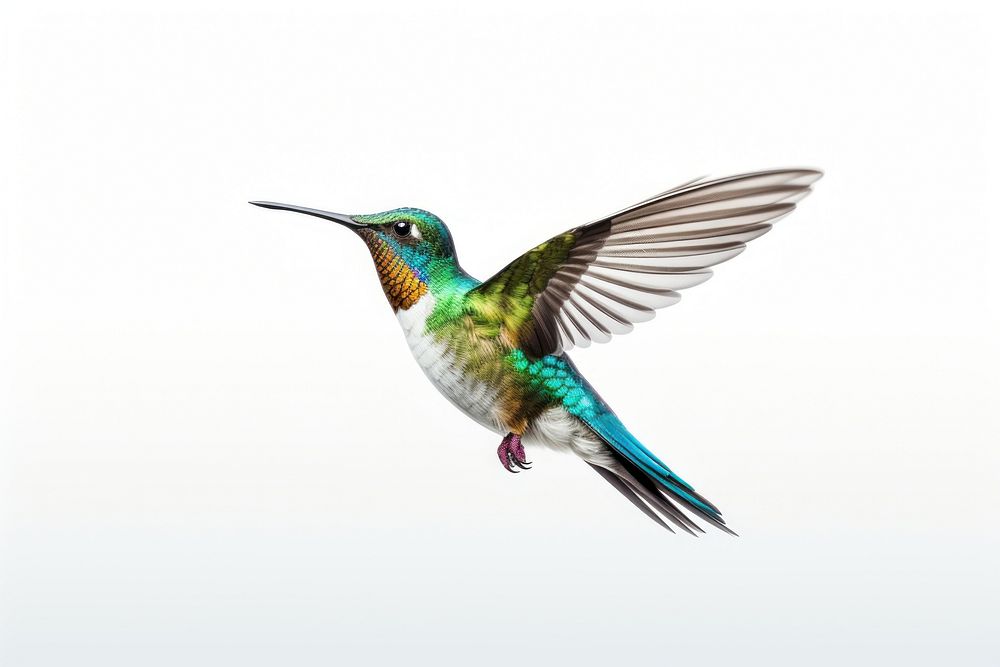 Hummingbird animal flying wildlife. 