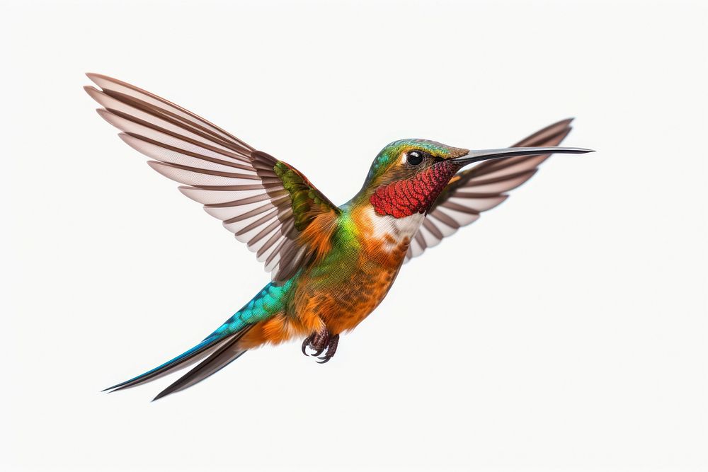 Hummingbird animal flying beak. AI generated Image by rawpixel.