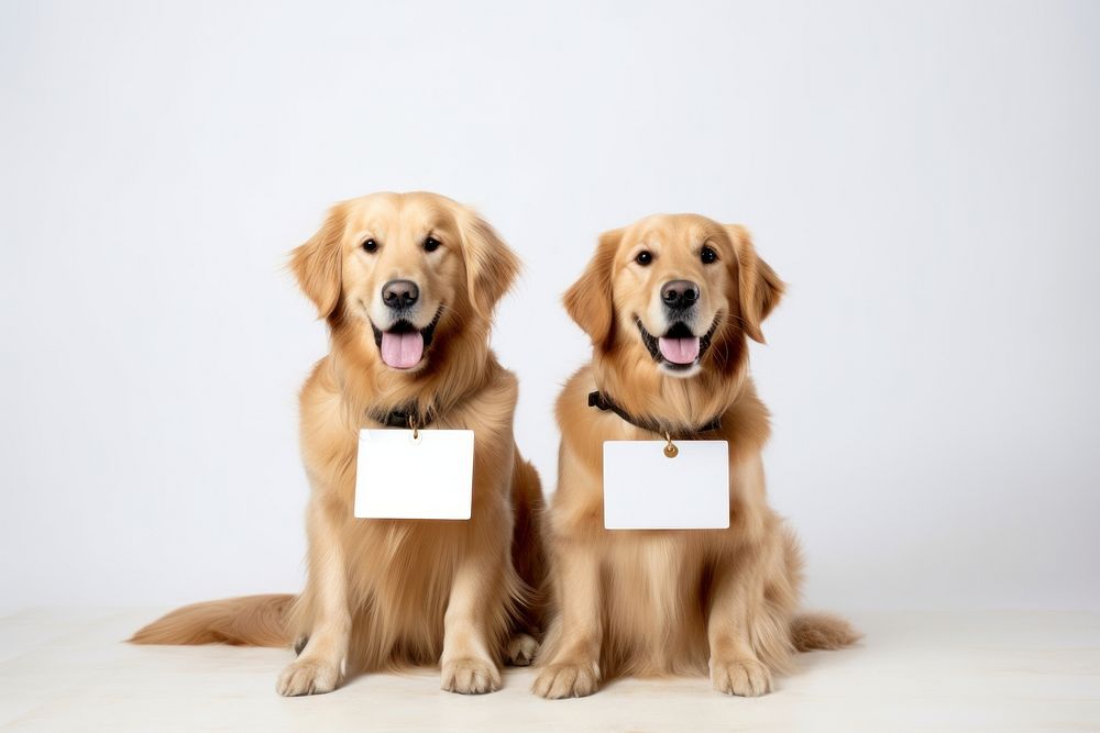 Golden retrievers sitting mammal animal puppy. AI generated Image by rawpixel.