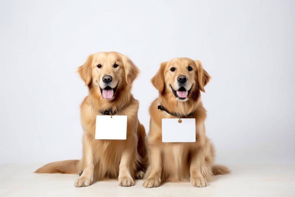 Golden retrievers sitting mammal animal puppy. 