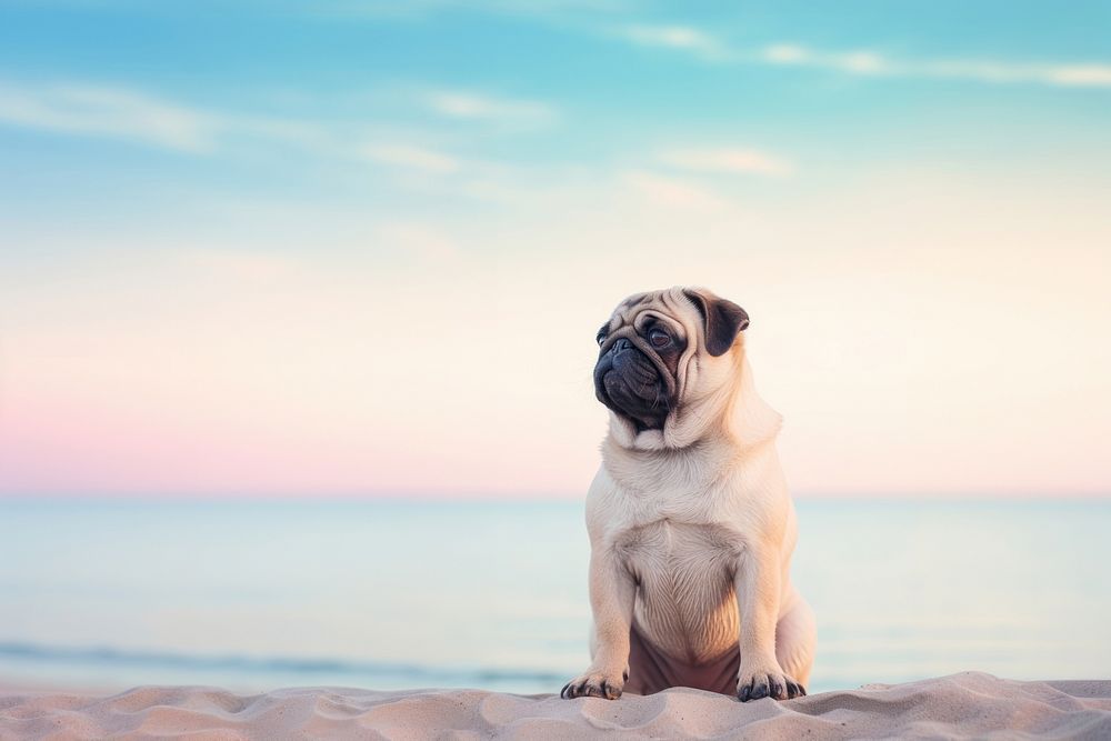 Pug dog, pet animal photo. 