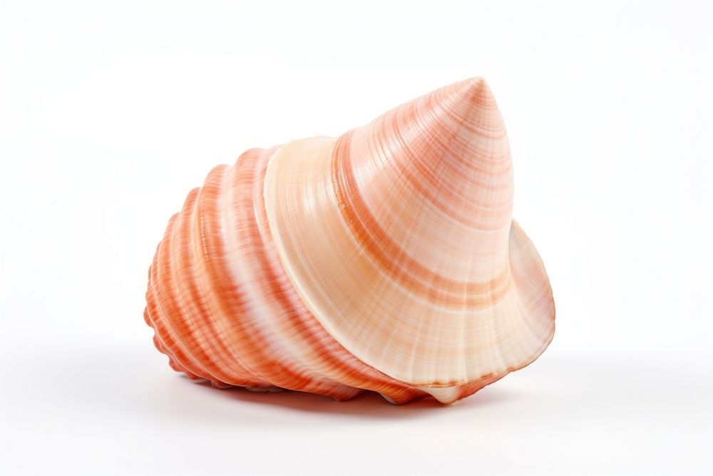 Shell seashell seafood conch. AI generated Image by rawpixel.