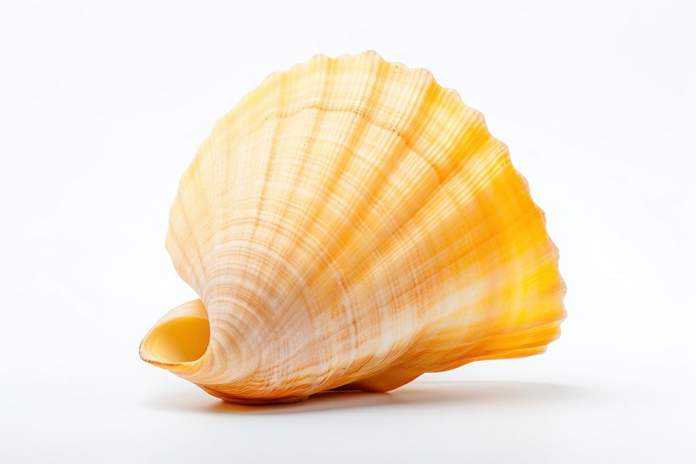 Shell seashell conch clam. AI generated Image by rawpixel.