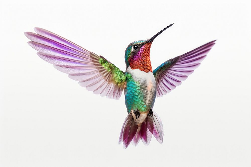 Standing hummingbird animal flying wildlife. AI generated Image by rawpixel.