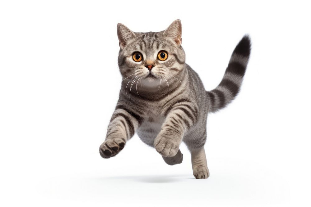 Scottish shorthair cat animal mammal kitten. AI generated Image by rawpixel.