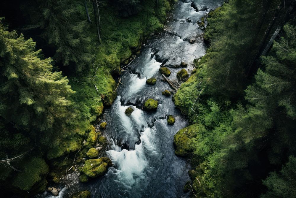 Water stream forest outdoors woodland. AI generated Image by rawpixel.