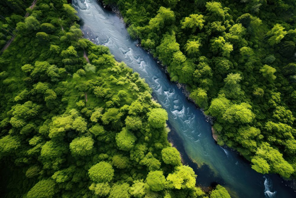 Forest river vegetation outdoors. AI generated Image by rawpixel.