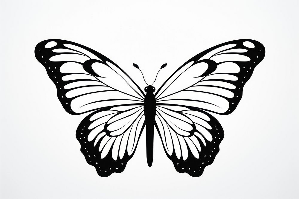 Butterfly drawing animal insect. 