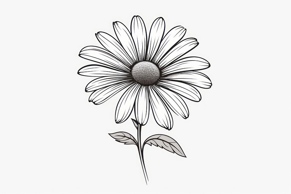 Daisy drawing flower sketch. 