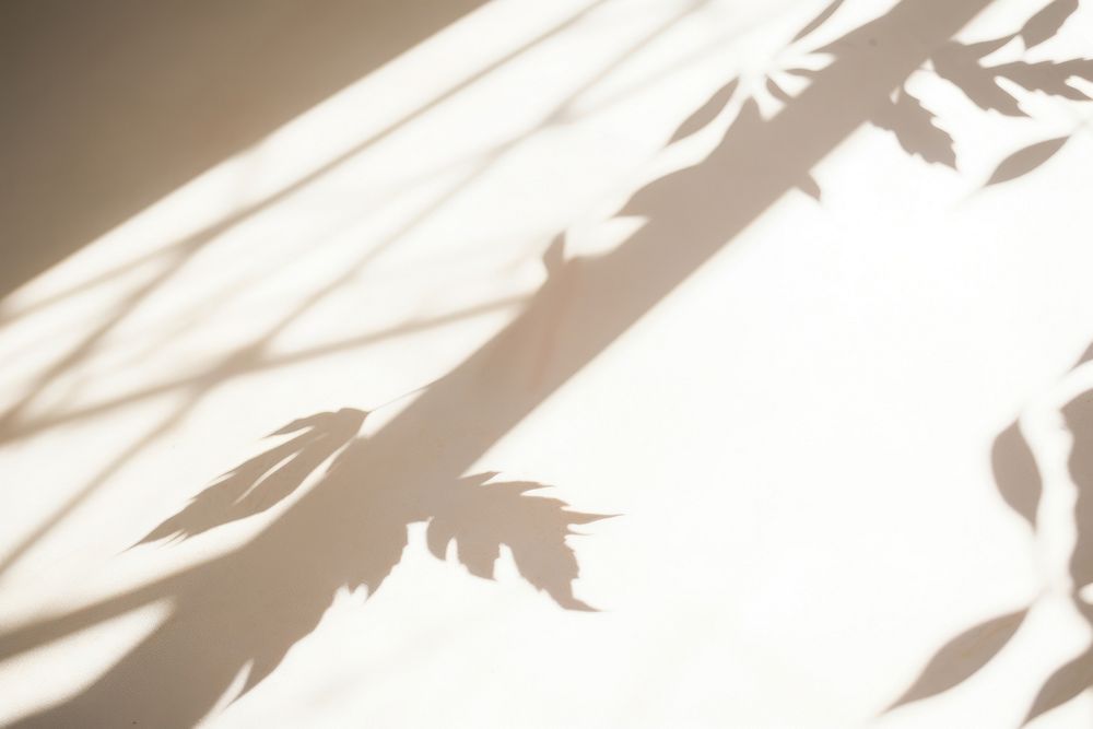 Shadow leaf silhouette plant.