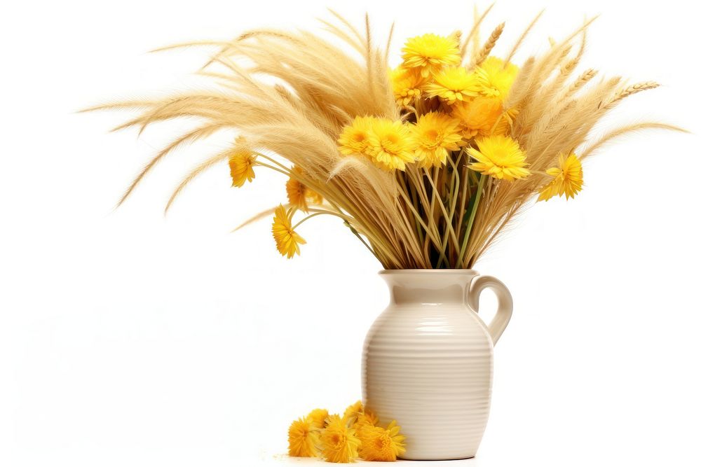 Flower vase plant white background. 