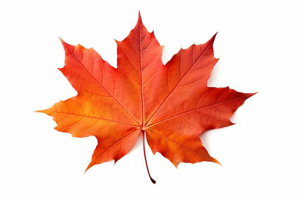 Maple leaves plant leaf tree. AI generated Image by rawpixel.