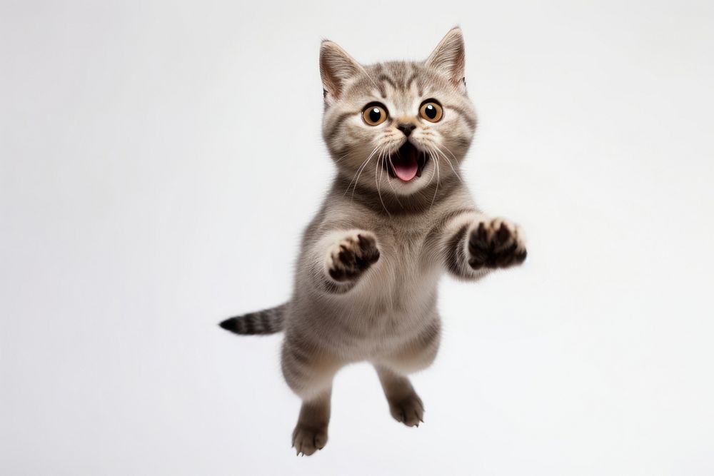 American Short hair cat jumping mammal animal kitten. AI generated Image by rawpixel.