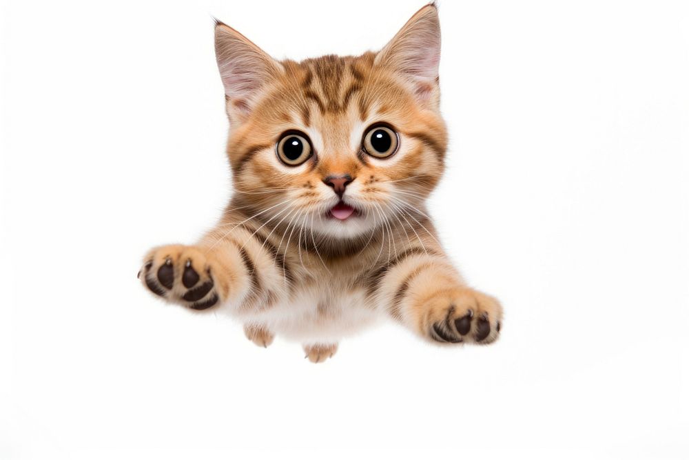 American Short hair jumping mammal animal kitten. AI generated Image by rawpixel.