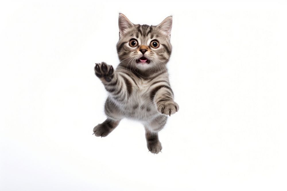 American Short hair jumping mammal animal kitten. AI generated Image by rawpixel.