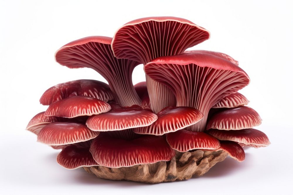 Reishi mushroom fungus plant white background. AI generated Image by rawpixel.