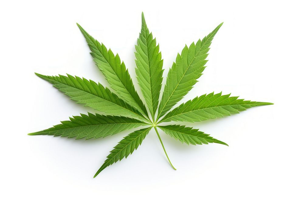 Cannabis leaf plant herbs. AI generated Image by rawpixel.