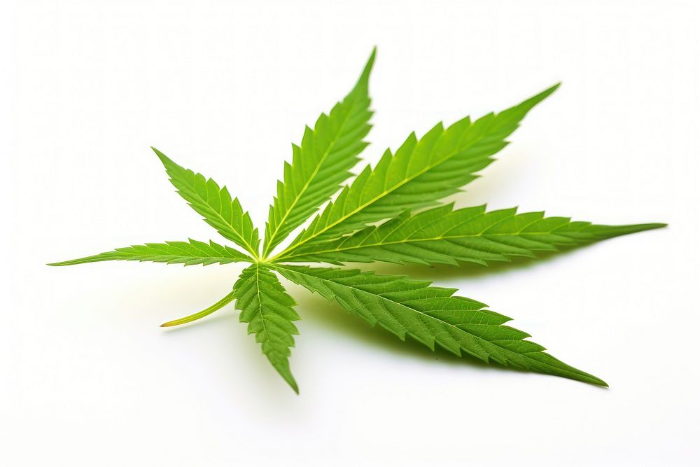 Cannabis plant herbs leaf. AI generated Image by rawpixel.