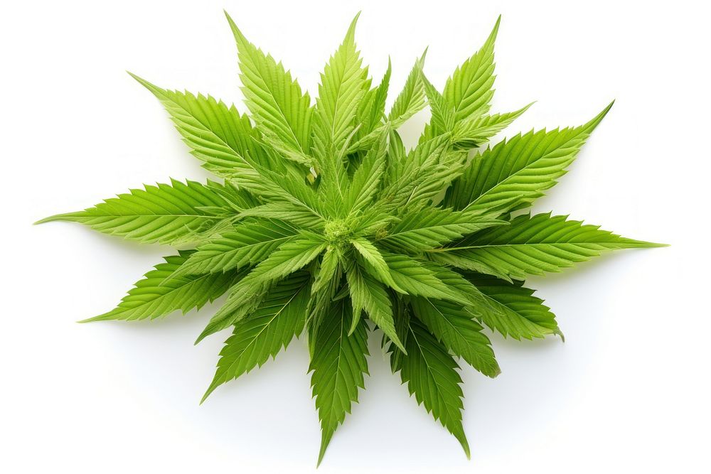 Cannabis plant herbs leaf. AI generated Image by rawpixel.
