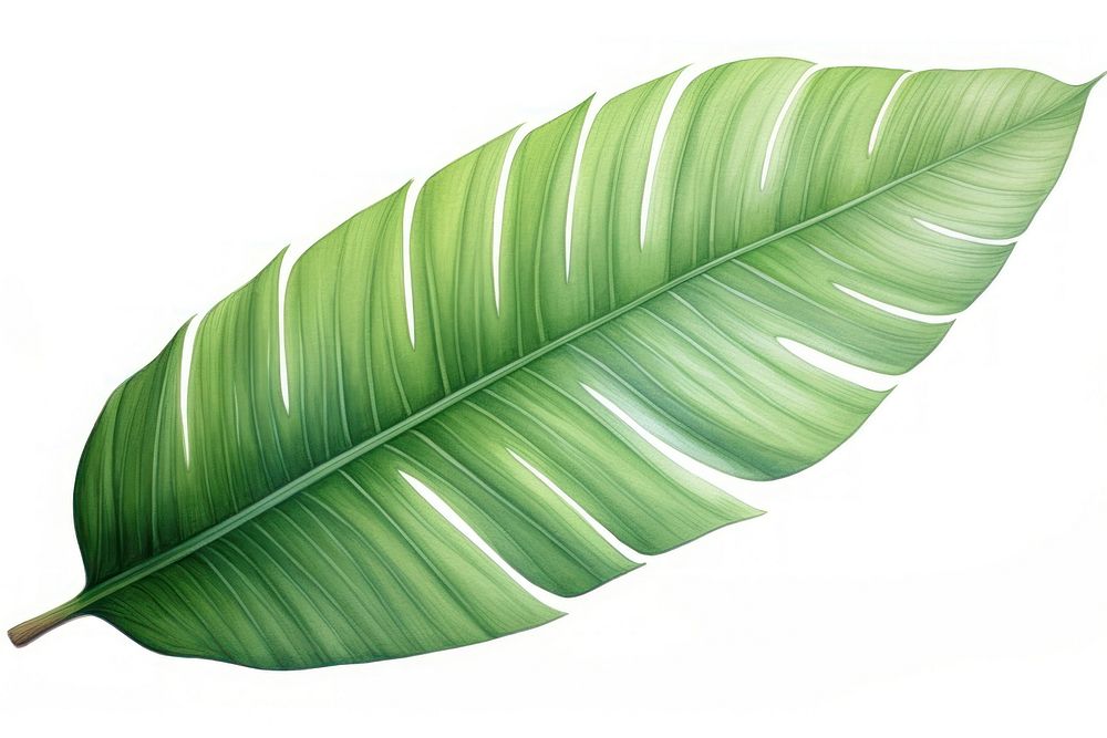 Palm leave plant leaf white background. AI generated Image by rawpixel.