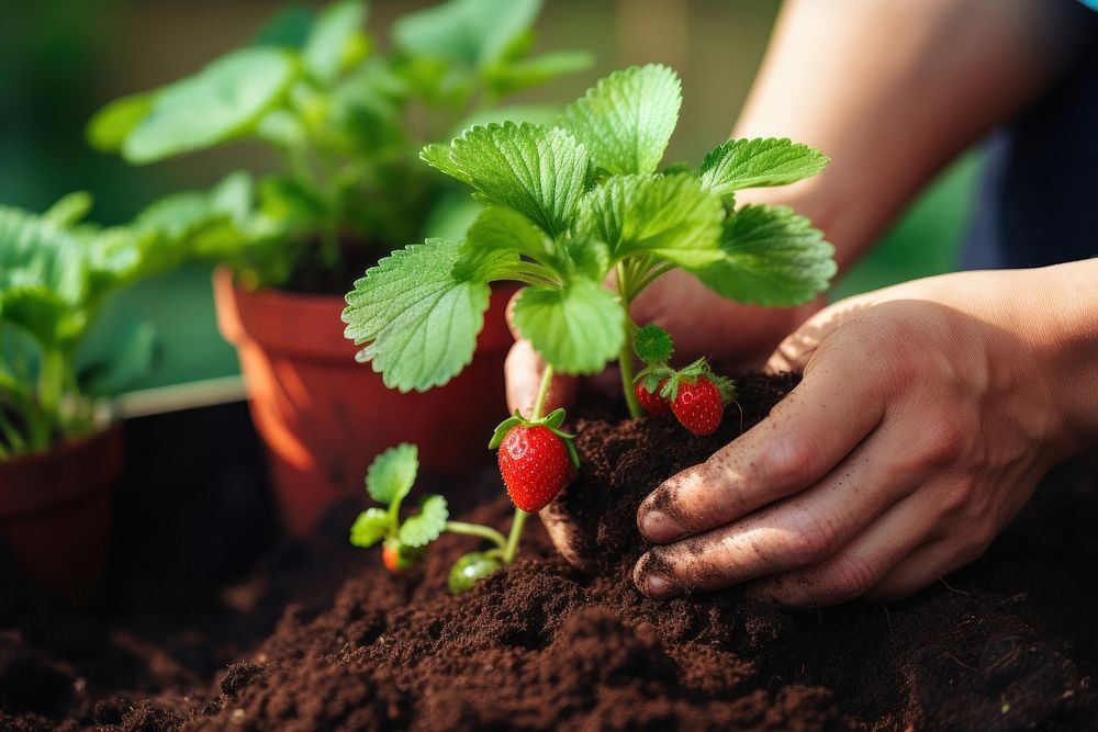 Strawberries plant garden gardening planting. AI generated Image by rawpixel.