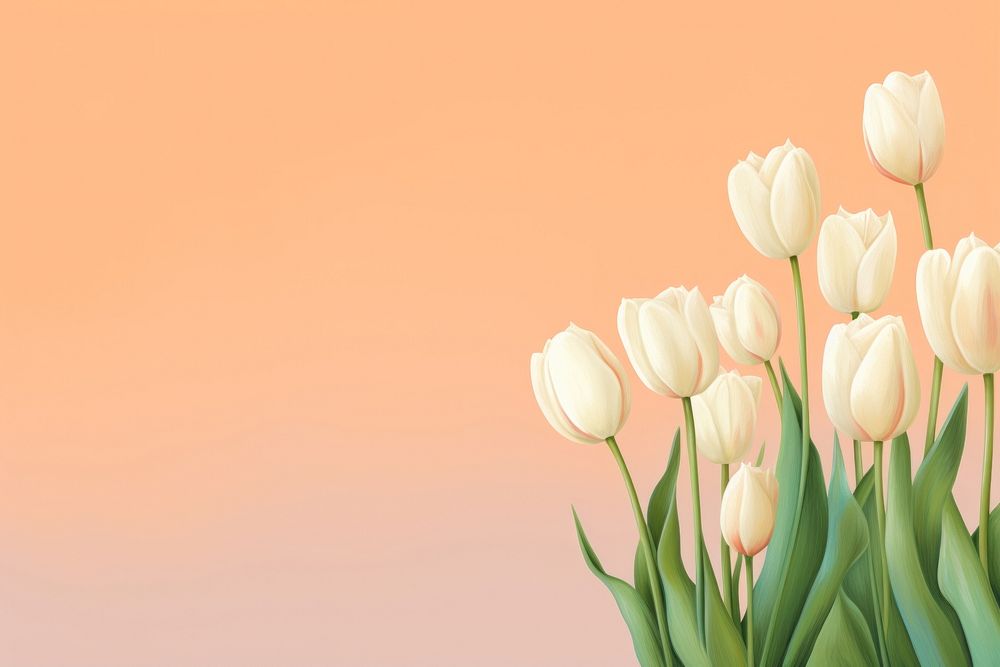 Whire tulips backgrounds flower plant. AI generated Image by rawpixel.