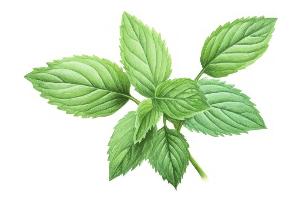 Mint herbs plant green. AI | Free Photo Illustration - rawpixel