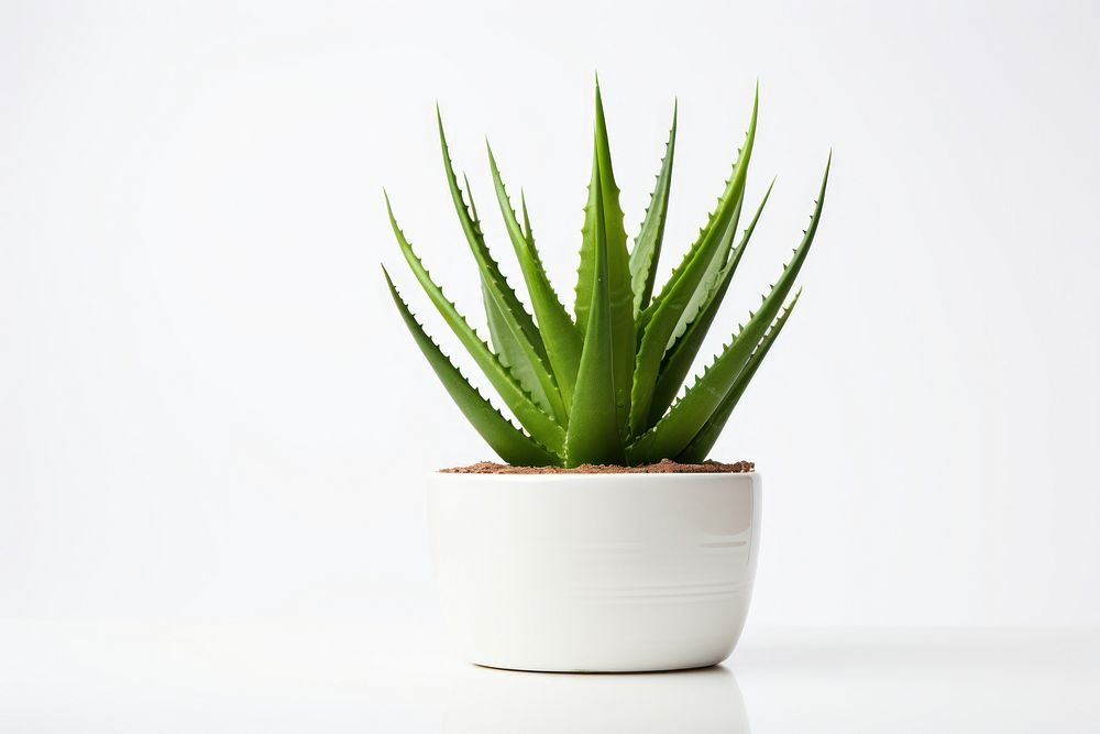 Aloe vera plant xanthorrhoeaceae white background. 