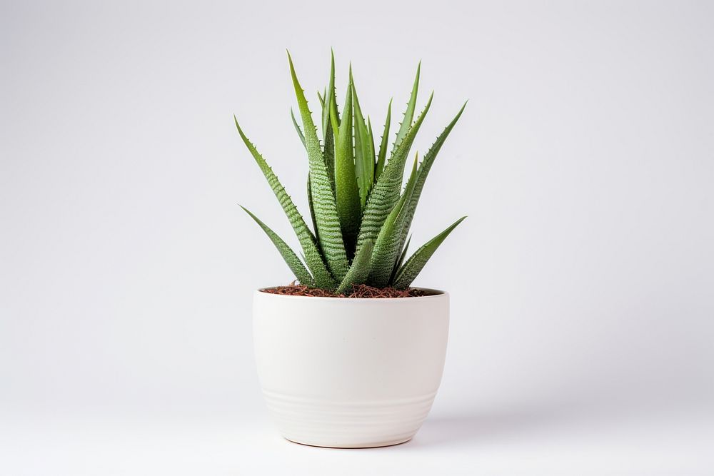 Aloe vera plant xanthorrhoeaceae white background. 