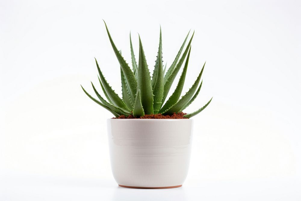 Aloe vera plant xanthorrhoeaceae white background. 