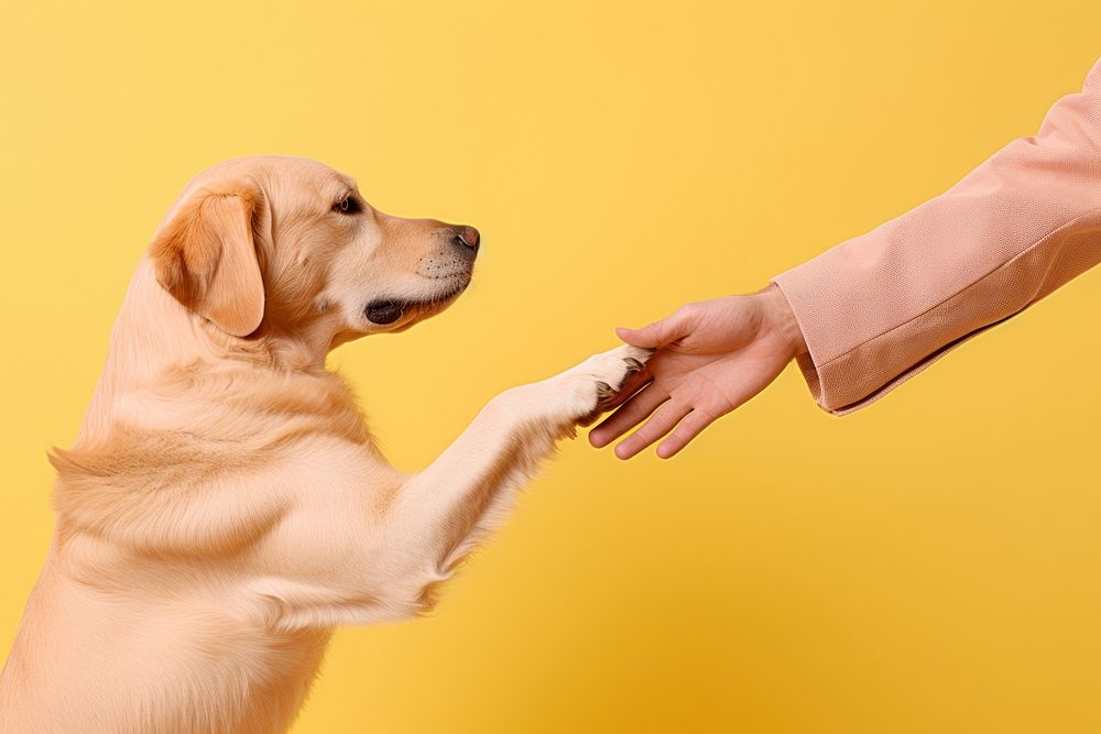 Dog animal mammal hand. 