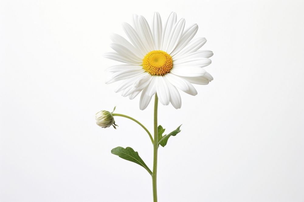 Marguerite flower daisy petal. AI generated Image by rawpixel.