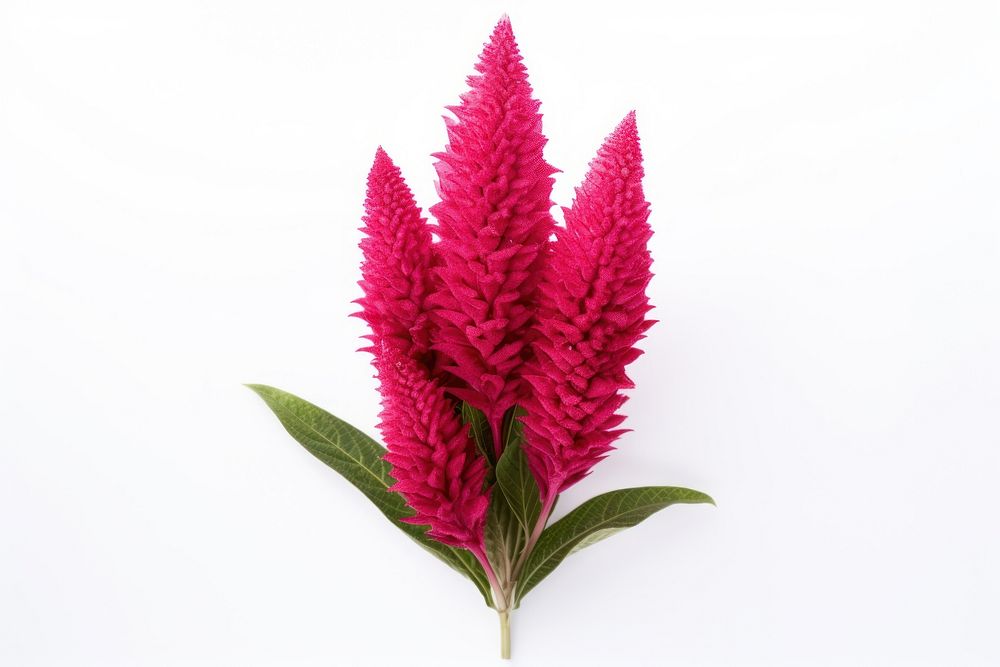 Flower plant leaf xanthorrhoeaceae. AI generated Image by rawpixel.