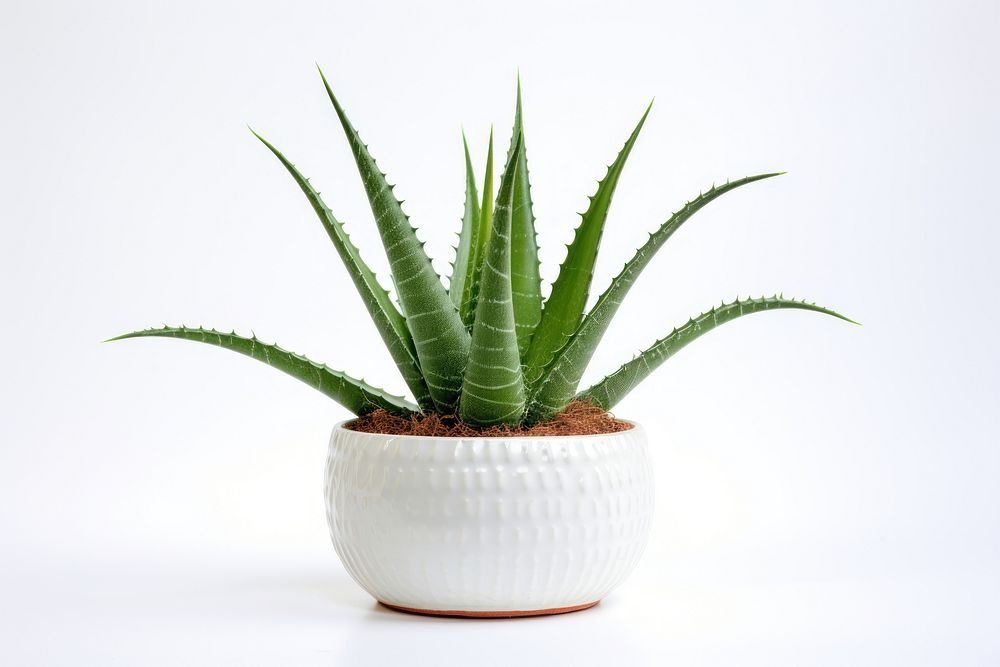 Aloe vera plant xanthorrhoeaceae white background houseplant. 