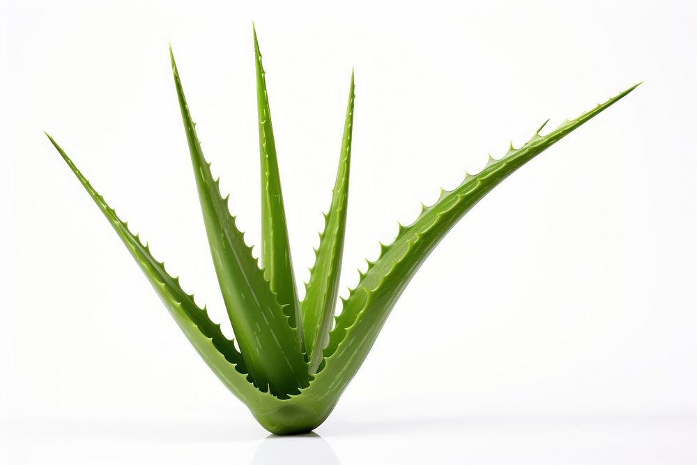 Aloe vera plant xanthorrhoeaceae white background freshness. AI generated Image by rawpixel.