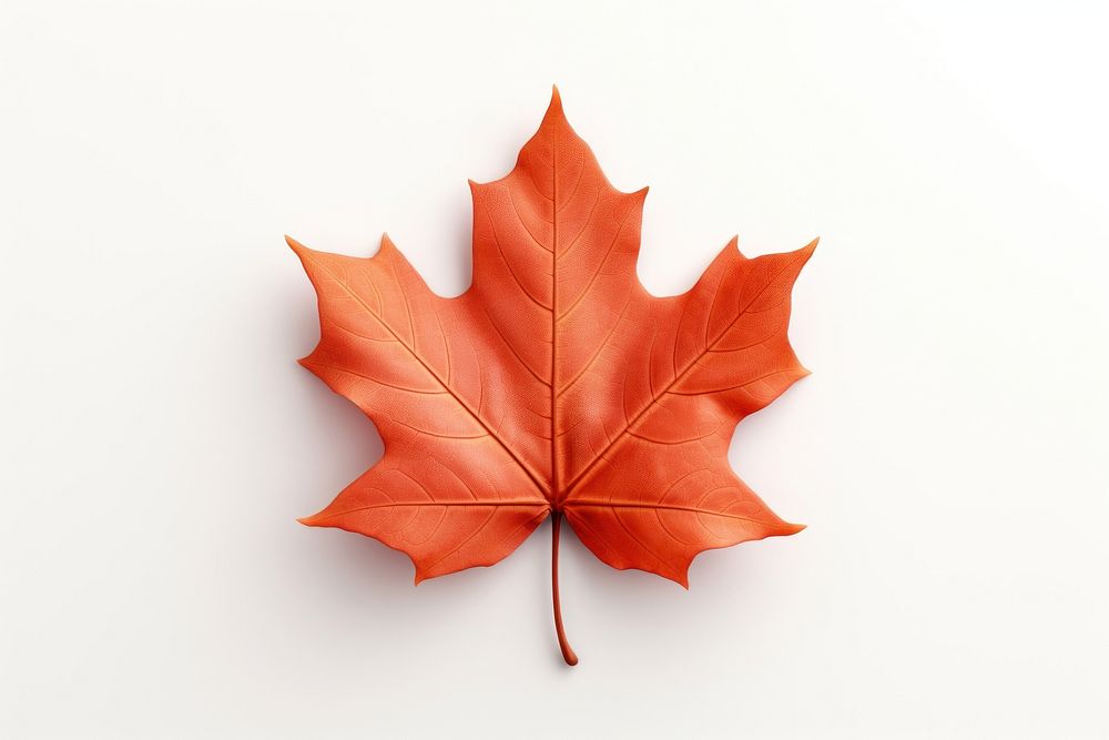 Autumn leaf autumn maple plant. AI generated Image by rawpixel.