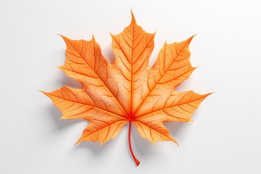 Autumn leaf autumn maple plant. AI generated Image by rawpixel.
