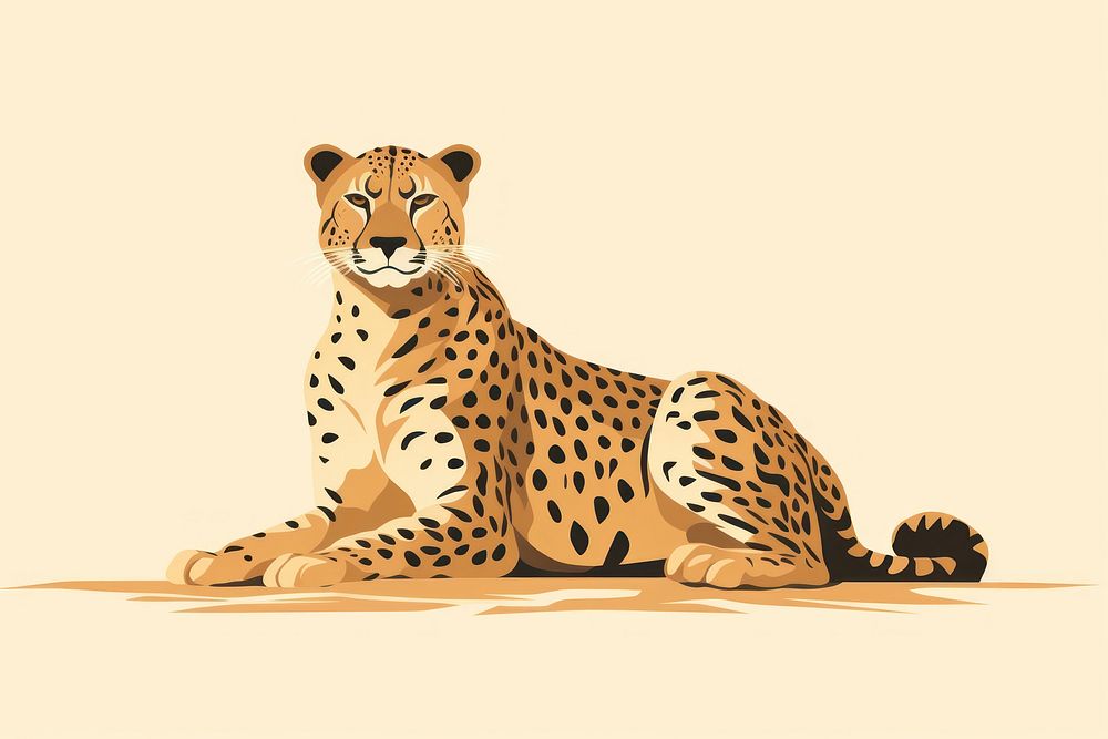 Cheetah wildlife animal mammal.