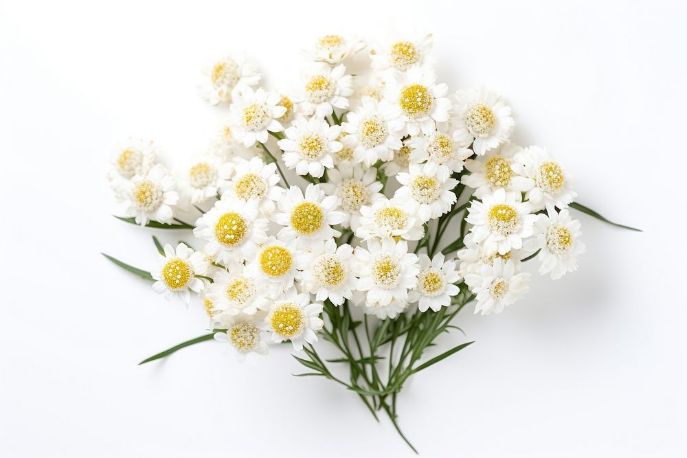 Pearly Everlasting blossom flower petal. AI generated Image by rawpixel.