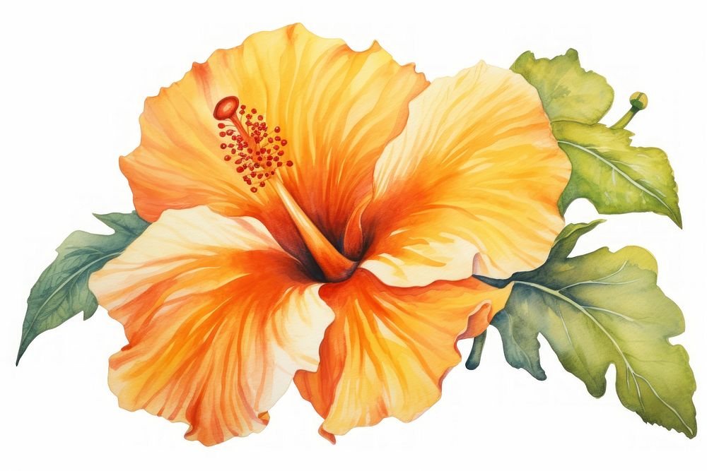 Hibiscus flower hibiscus plant white background. AI generated Image by rawpixel.