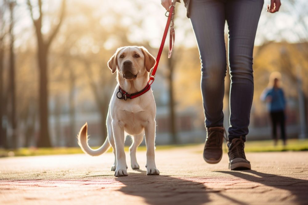 Golden labrador retriever standing mammal animal. AI generated Image by rawpixel.