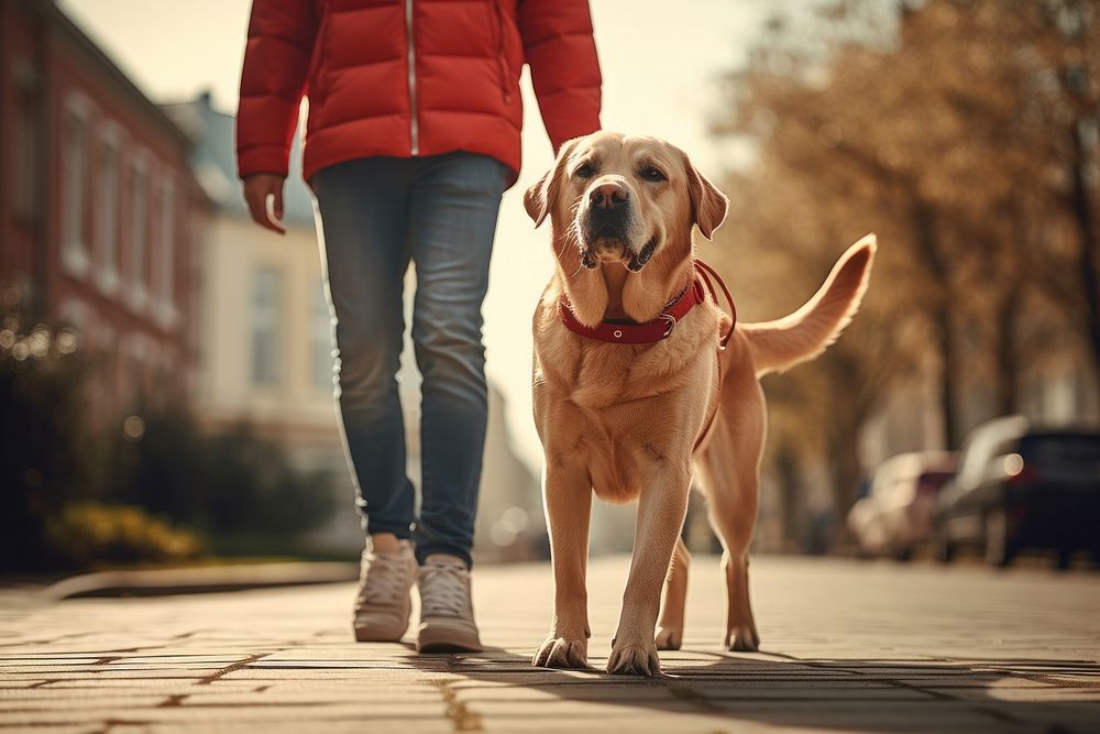 Labrador retriever standing walking mammal. AI generated Image by rawpixel.